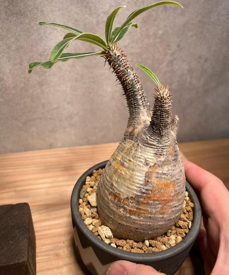 パキポディウム グラキリス　Pachypodium gracilius 　発根済　(商品番号gk-45valiem)  VALIEM 　BOWL　sizeS　(VALIEM巾着、タグ付き)