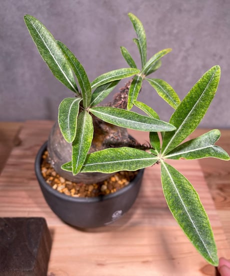 パキポディウム グラキリス　Pachypodium gracilius 　発根済　(商品番号gk-27valiem)  VALIEM 　BOWL　sizeM　(VALIEM巾着、タグ付き)