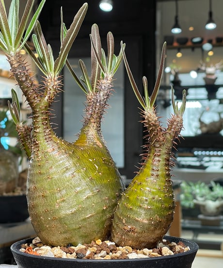 パキポディウム グラキリス　2頭　Pachypodium gracilius 　発根済　(gk-551)