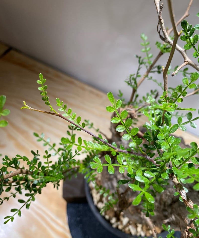 オペルクリカリア パキプス／Operculicarya pachypus 発根済 (商品番号P