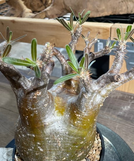パキポディウム グラキリス　Pachypodium gracilius 　発根済　(gk-434)