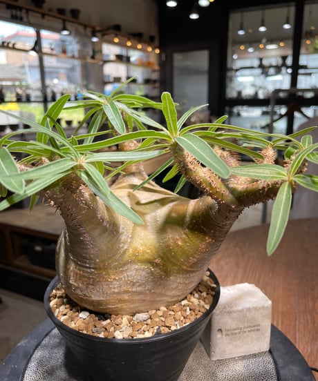 パキポディウム グラキリス　Pachypodium gracilius 　発根済　(gk-492）