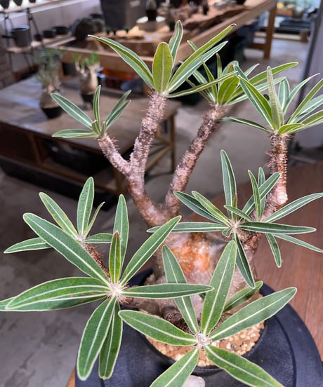 パキポディウム グラキリス　Pachypodium gracilius 　発根済　(gk-418)