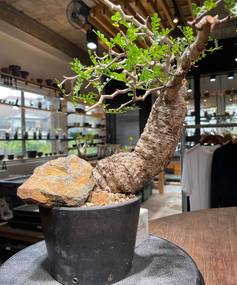 オペルクリカリア パキプス／Operculicarya pachypus 発根済 (商品番号P