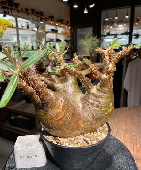 パキポディウム グラキリス　Pachypodium gracilius 　発根済　(gk-533)