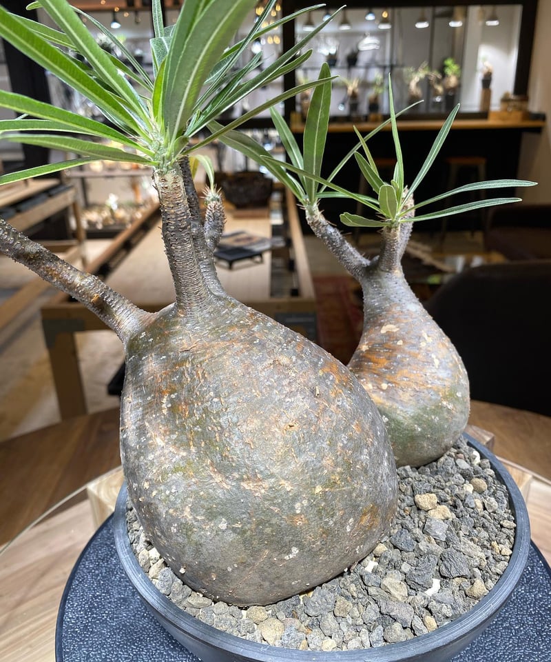 パキポディウム グラキリス 2頭 Pachypodium gracilius 発根済 パキポディウム グラキリス 2頭 Pachypodium gracilius 発根済