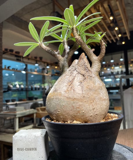 パキポディウム グラキリス　Pachypodium gracilius 　発根済　(gk-314)