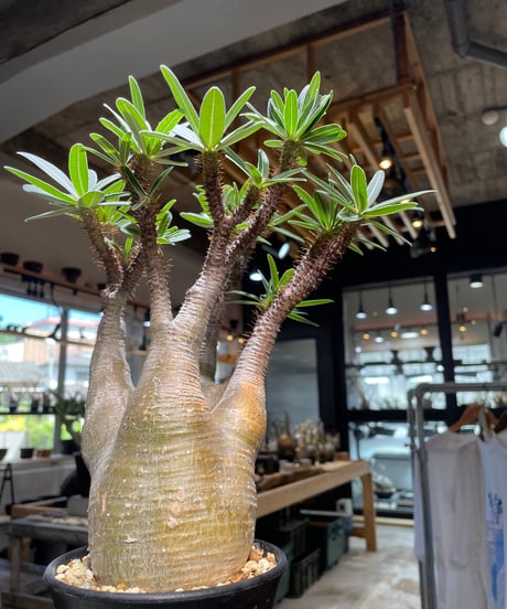 パキポディウム グラキリス　Pachypodium gracilius 　発根済　(gk-504）