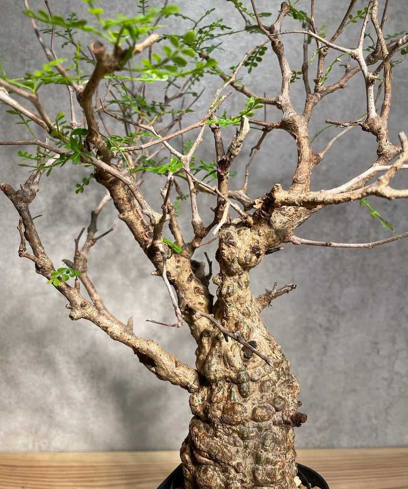 発根済）Operculicarya pachypus オペルクリカリア パキプス オペルクリカリア パキプス／Operculicarya pachypus 発根済 (商品番号P