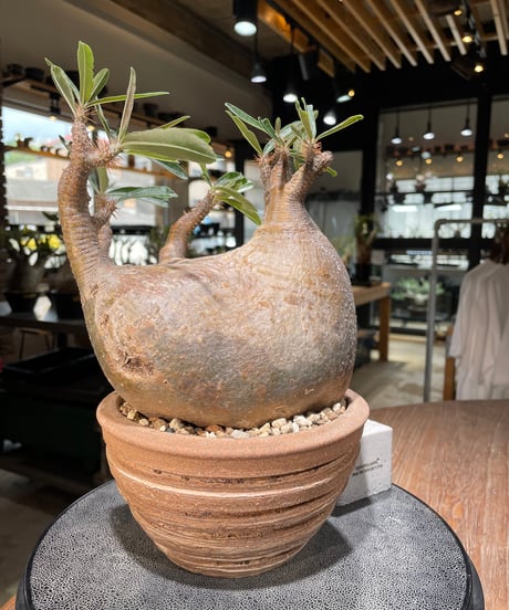 パキポディウム グラキリス　Pachypodium gracilius 　発根済　(gk-561)鉢：姫野翔太