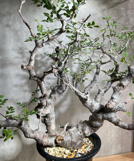 コミフォラ モンストローサ /Commiphora monstrosa　発根済　 (幹幅約6.5cm)　(商品番号mr-14)