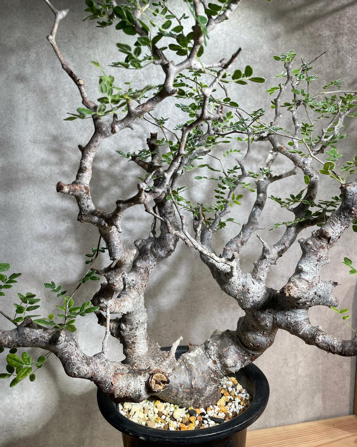 コミフォラ モンストローサ Commiphora Monstruosa コミフォラ モンストローサ | GREEN LUCK