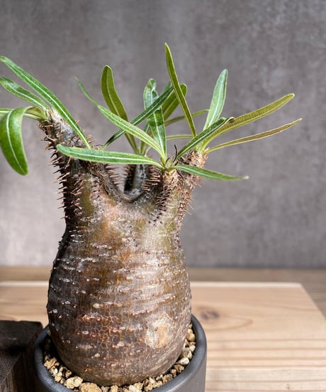 パキポディウム グラキリス　Pachypodium gracilius 　発根済　(商品番号gk-82valiem)  VALIEM 　(VALIEMタグ付き)