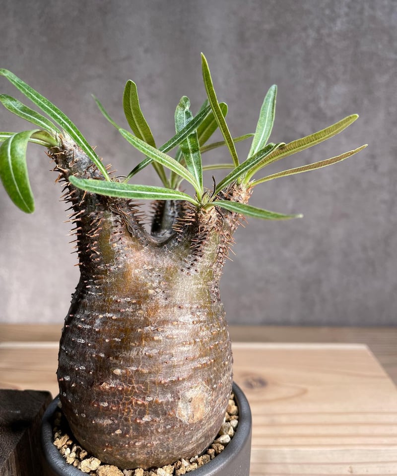 グラキリス 短枝 バリエムxs グラキリス 短枝 バリエムxs 短枝