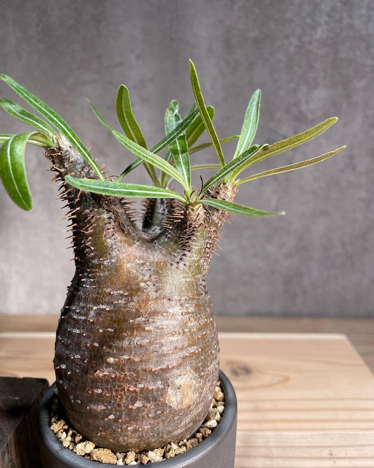 パキポディウム グラキリス Pachypodium gracilius 発根済 (商品番号g