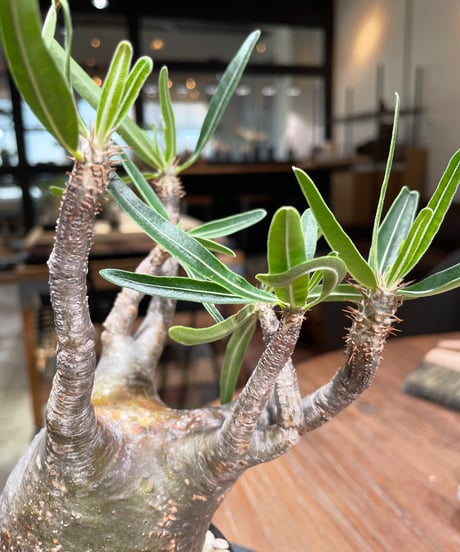 パキポディウム グラキリス　Pachypodium gracilius 　発根済　(gk-384)