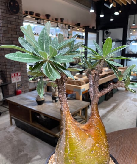 パキポディウム グラキリス　Pachypodium gracilius 　発根済　(gk-485)