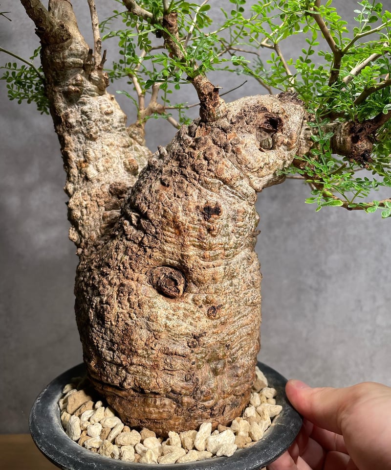 発根済）Operculicarya pachypus オペルクリカリア パキプス オペルクリカリア・パキプス / OPERCULICARYA PACHYPUS – KOMO