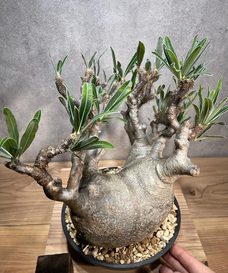 パキポディウム グラキリス Pachypodium gracilius 発根済 (商品番号g