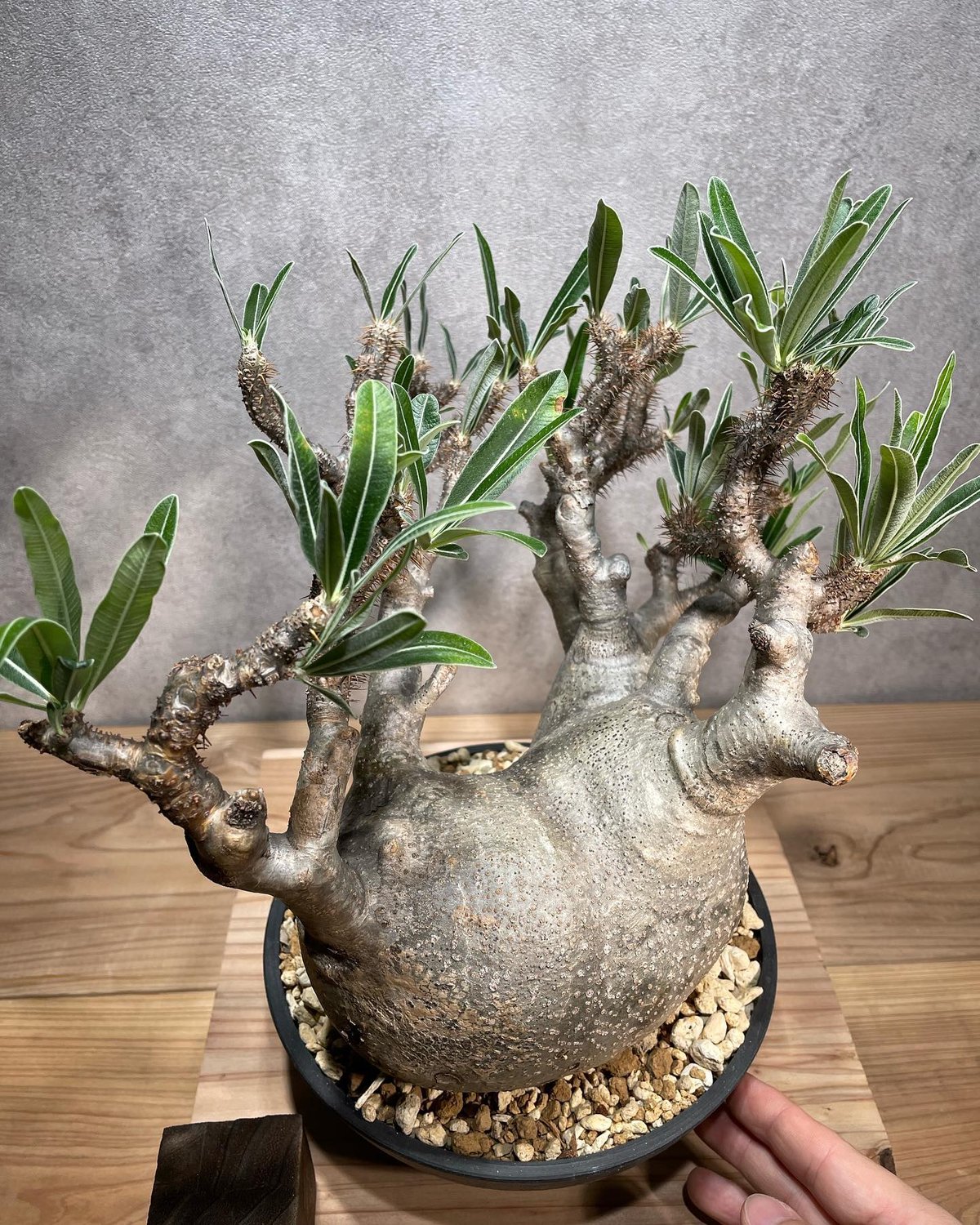 パキポディウム グラキリス Pachypodium gracilius 発根済 (商品