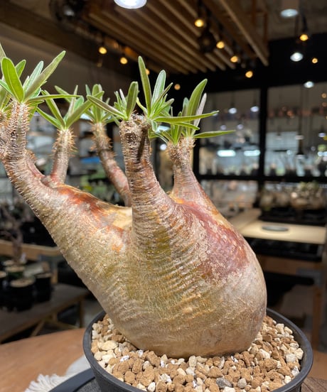 パキポディウム グラキリス　Pachypodium gracilius 　発根済　(gk-267)