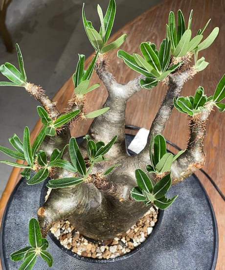 パキポディウム グラキリス　Pachypodium gracilius 　発根済　(gk-543)