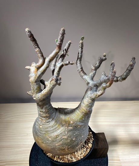 パキポディウム グラキリス　Pachypodium gracilius 　発根済　(商品番号gk-118)