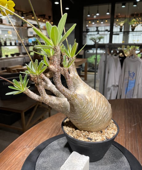 パキポディウム グラキリス　Pachypodium gracilius 　発根済　(gk-443）