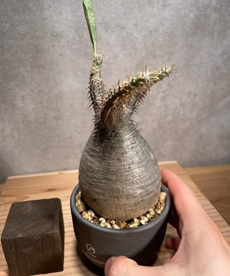 パキポディウム グラキリス　Pachypodium gracilius 　発根済　(商品番号gk-52valiem)  VALIEM 　BOWL　sizeS　(VALIEMタグ付き)
