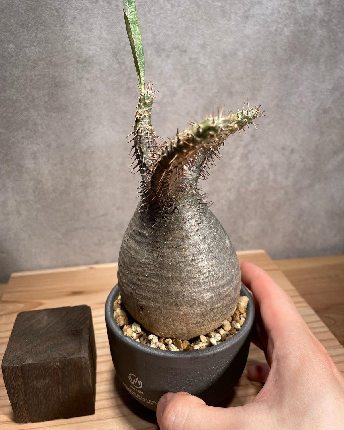 valiem a-plants xsサイズ バリエム 塊根 グラキリス パキプス valiem a-plants xsサイズ バリエム 塊根 グラキリス パキプス