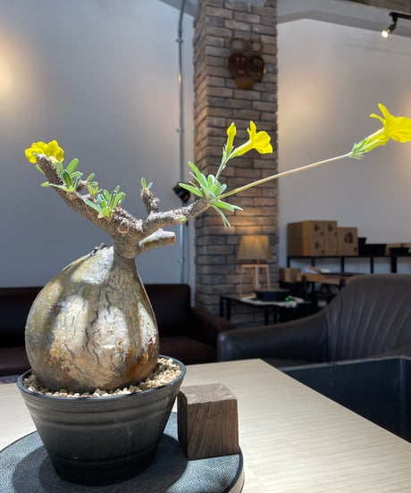 パキポディウム グラキリス　Pachypodium gracilius 　発根済　(gk-225)