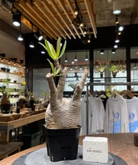 パキポディウム グラキリス 2頭 Pachypodium gracilius 発根済 (商品