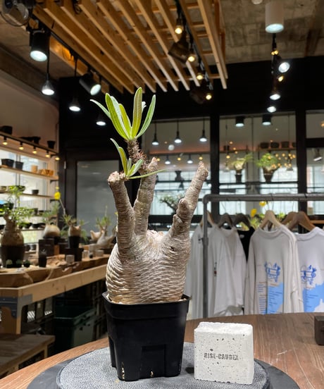 RISE-CAUDEX ONLINE STORE RISE-CAUDEX ONLINE STORE