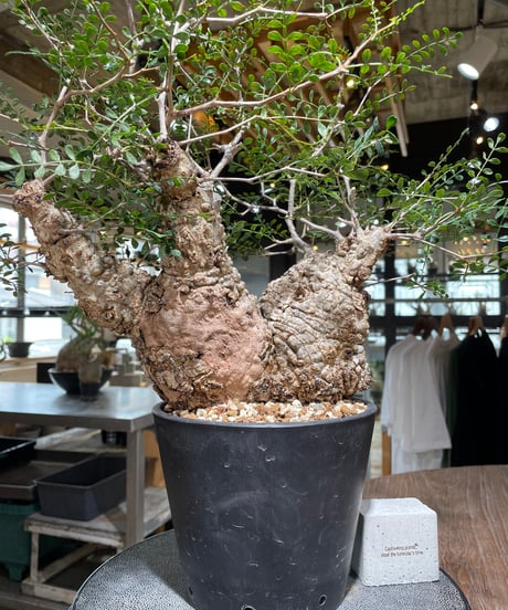 CATEGORY Operculicarya pachypus(オペルクリカリア パキプス)