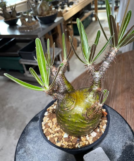 パキポディウム グラキリス　2頭　Pachypodium gracilius 　発根済　(gk-551)