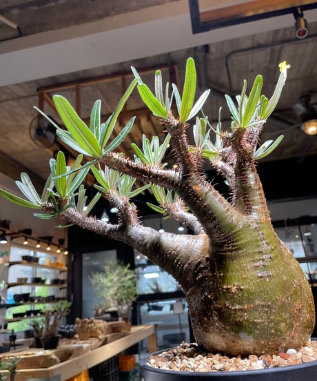 パキポディウム グラキリス　Pachypodium gracilius 　発根済　(gk-537)