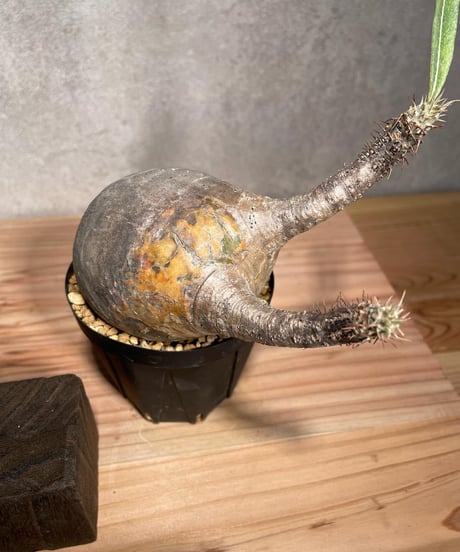 パキポディウム グラキリス　Pachypodium gracilius 　発根済　(商品番号gk-38)