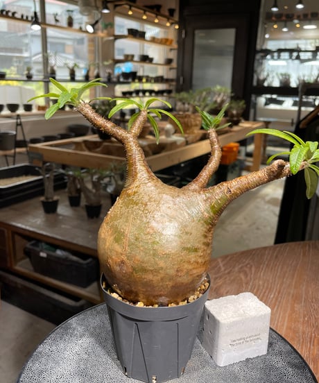 パキポディウム グラキリス　Pachypodium gracilius 　発根済　(gk-542)