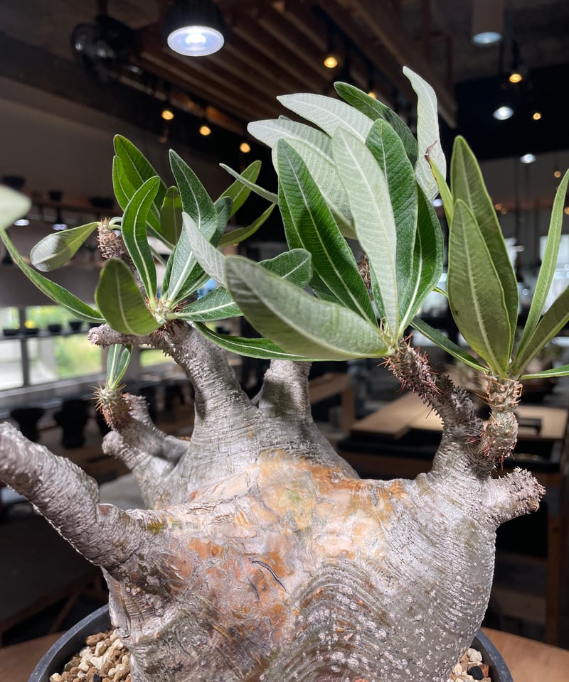 5 グリーンひょうたん型□□Pachypodium Gracilius
