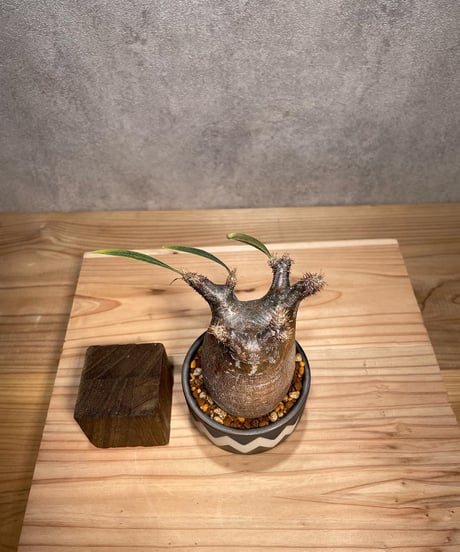 パキポディウム グラキリス　Pachypodium gracilius 　発根済　(商品番号gk-64valiem)  VALIEM 　BOWL　sizeXS　(VALIEMタグ付き)