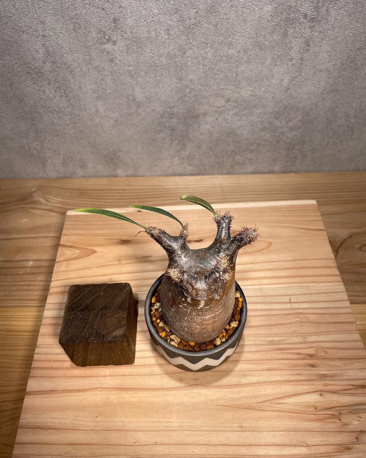 パキポディウム グラキリス Pachypodium gracilius 発根済 (商品番号g