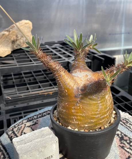 パキポディウム グラキリス　Pachypodium gracilius 　発根済　(gk-422)
