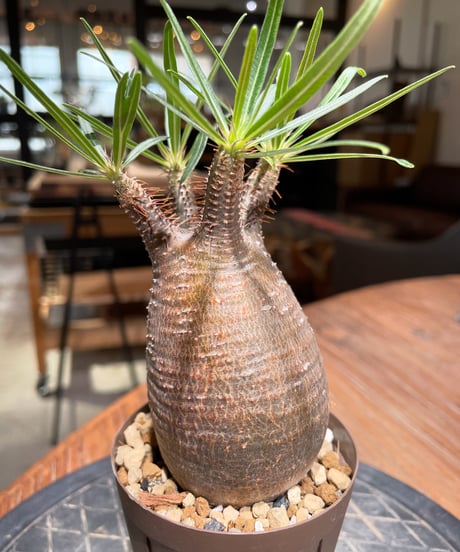 パキポディウム グラキリス　Pachypodium gracilius 　発根済　(gk-378)