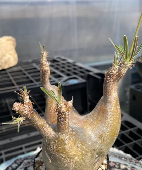パキポディウム グラキリス　Pachypodium gracilius 　発根済　(gk-404)