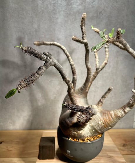 パキポディウム グラキリス　Pachypodium gracilius 　発根済　(商品番号gk-56valiem)  VALIEM 　BOWL　sizeL　(VALIEMタグ付き)