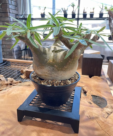 DAIZA  植物台座【LIM IRON CRAFT】RISE-CAUDEX別注　W160