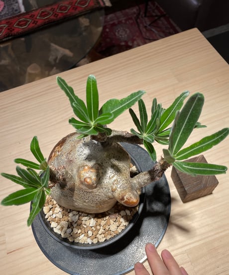 パキポディウム グラキリス　Pachypodium gracilius 　発根済　(gk-223)