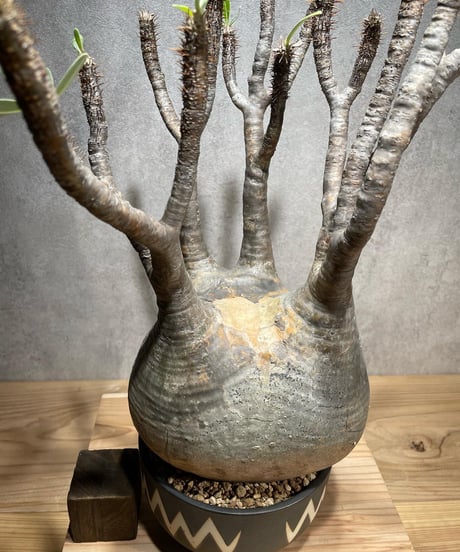パキポディウム グラキリス　Pachypodium gracilius 　発根済　(商品番号gk-70valiem)  VALIEM 　(VALIEMタグ付き)