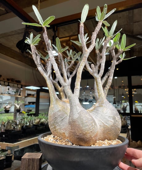 パキポディウム グラキリス　Pachypodium gracilius 　発根済　(gk-249)