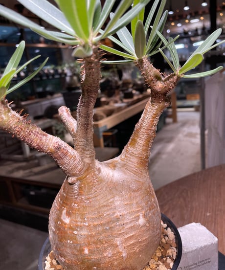 パキポディウム グラキリス　Pachypodium gracilius 　発根済　(gk-413)